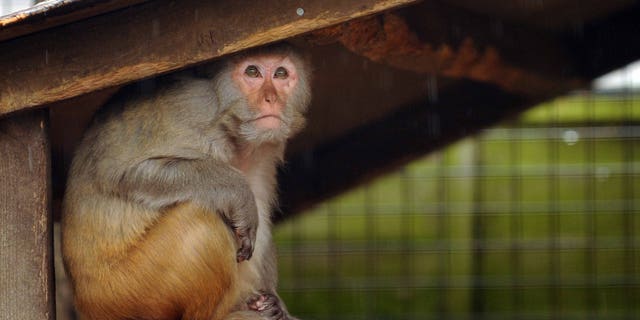 A Rhesus Monkey takes shelter.