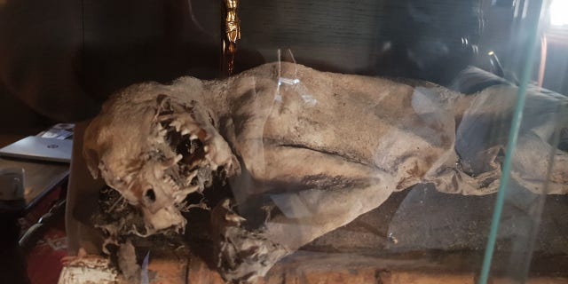A 500-year-old mummified cat was found in one of the walls, which the owners believe was placed there to ward off witches.