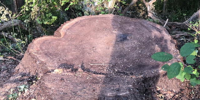 The stump after the tree was chopped down inside the Mill Stream Run Reservation in Strongsville, Ohio. (Courtesy Cleveland Metroparks)