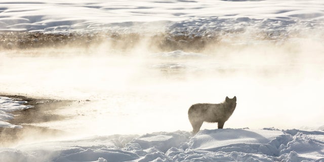 This Jan. 24, 2018, photo released by the National Park Service shows a wolf from the Wapiti Lake pack silhouetted by a nearby hot spring in Yellowstone National Park, Wyo. Park officials say hunters in neighboring states have killed 20 of the park's renown gray wolves in recent months, most of them in Montana after the state lifted hunting restrictions near the park. (Jacob W. Frank/National Park Service via AP, File)