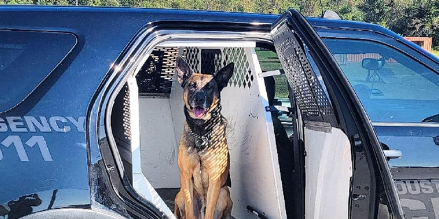 Nate, the K-9 wounded over the weekend, is "is out of surgery and resting well," the Houston Police Department says. (Houston Police Department)