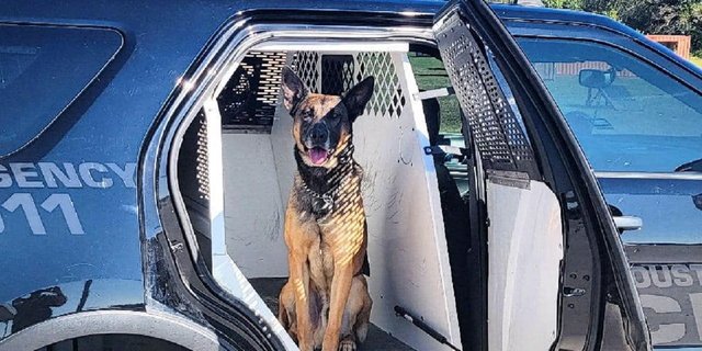 Nate, the K-9 wounded over the weekend, is "is out of surgery and resting well," the Houston Police Department says.