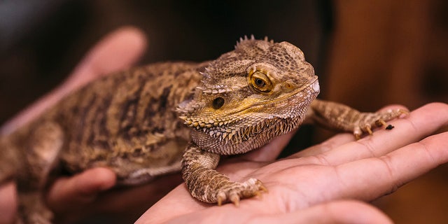 Los CDC dicen que el brote de salmonella está relacionado con el dragón barbudo mascota