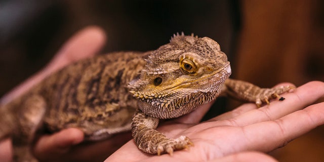 Salmonella outbreak tied to pet bearded dragons, CDC says - Fox News 2 A bearded dragon perches on a person's palm