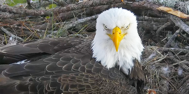 Another view of one of the magnificent eagle parents sitting on the nest in Northeast Florida. This image was snapped on Jan. 17, 2022, via the webcam. Bird lovers are eagerly awaiting the appearance of the hatchlings — the first "pip" is expected Friday.