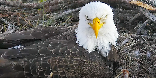 Another view of one of the magnificent eagle parents sitting on the nest in Northeast Florida. This image was snapped on Jan. 17, 2022, via the webcam. Bird lovers are eagerly awaiting the appearance of the new fledglings — the first "pip" is expected on Friday.