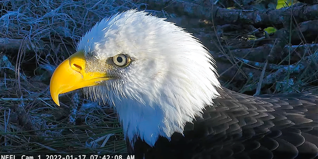 An eagle cam has allowed devoted bird watchers to get this up-close glimpse (和许多, many more) of one of the stunning eagle parents on and around the pair's nest in Northeast Florida.