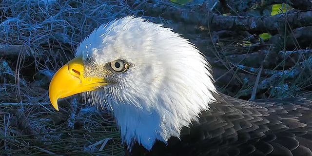 An eagle cam has allowed devoted bird watchers to get this up-close glimpse (和许多, many more) of one of the stunning eagle parents on and around the pair's nest in Northeast Florida.