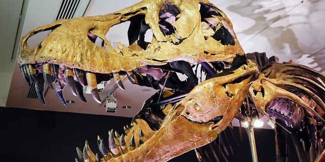 This T-Rex skeleton is known as "Stan" for the amateur paleontologist Stan Sacrison who found the initial bones in 1987. 