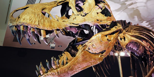 Owned by the Black Hills Institute of Geological Research in South Dakota, the skeleton is known as "Stan" for the amateur paleontologist Stan Sacrison who found the initial bones in 1987. The bones were discovered in a remote area that spans North and South Dakota, 怀俄明州, and Montana. Stan, with an estimated value between $ 6 万和 $ 8 百万, is considered one of the largest and most complete examples of a T-Rex, 与 188 original bones. The skeleton will be auctioned as part of Christie’s 20th Century evening auction on Oct. 6 在纽约.