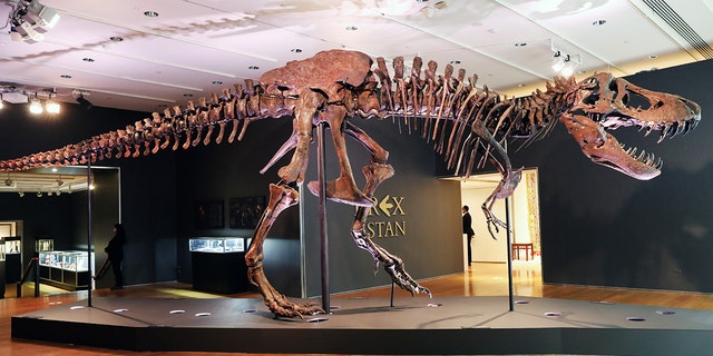 A Tyrannosaurus Rex dinosaur fossil skeleton is displayed in a gallery at Christie’s auction house on Sept. 17, 2020, in New York City.