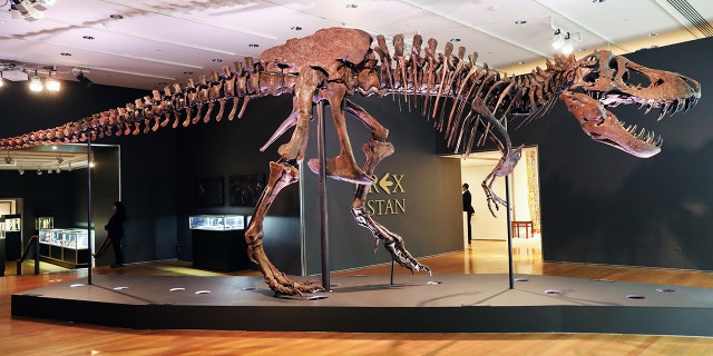 A Tyrannosaurus Rex dinosaur fossil skeleton is displayed in a gallery at Christie’s auction house on September 17, 2020 在纽约市.