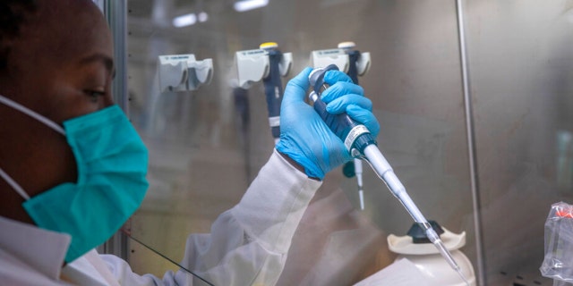 Puseletso Lesofi prepares to sequence COVID-19 omicron samples at the Ndlovu Research Center in Elandsdoorn, South Africa Wednesday Dec. 8, 2021. (AP Photo/Jerome Delay/File)