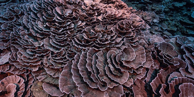This reef is unique due to its location in deep ocean water and its rose-petal like shape.