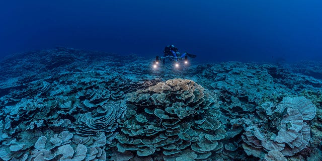 Located off the coast of Tahiti, researchers have discovered a coral reef that is still in very healthy condition.