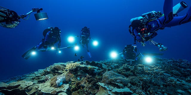 Researchers have spent 200 hours diving down to the reef to collect samples and take photographs and measurements.