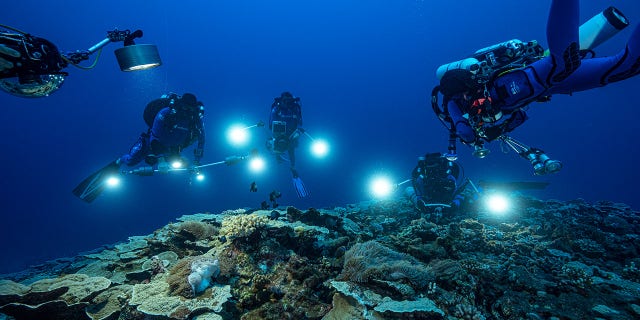 Researchers have spent 200 hours diving down to the reef to collect samples and take photographs and measurements.
