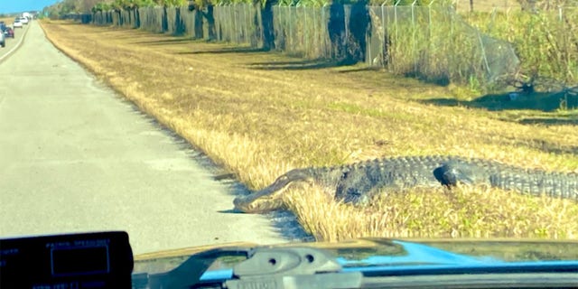 The Florida Highway Patrol responded to reports of a 12-foot-long gator on the side of I-75.