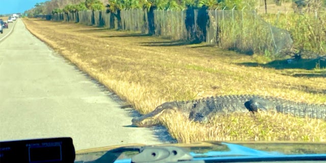 The Florida Highway Patrol responded to reports of a 12-foot-long gator on the side of I-75.