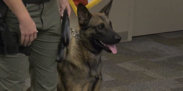 K-9 Roy is being named after a fallen sergeant (Credit: Hillsborough County Sheriff’s Office)