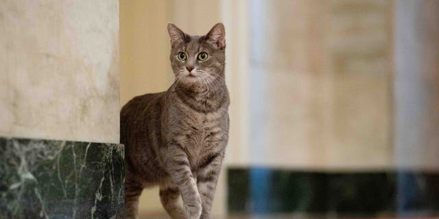 Willow, the Biden family’s new pet cat, wanders around the White House on Wednesday, January 27, 2022 in Washington. (Official White House Photo by Erin Scott)