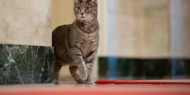 Willow, the Biden family’s new pet cat, wanders around the White House on Wednesday, January 27, 2022 in Washington. (Official White House Photo by Erin Scott)