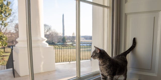 Willow, the Biden family’s new pet cat, wanders around the White House on Wednesday, January 27, 2022 in Washington. (Official White House Photo by Erin Scott)