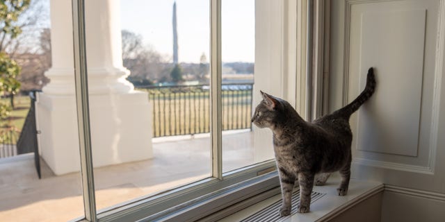 Willow, the Biden family’s new pet cat, wanders around the White House on Wednesday, January 27, 2022 in Washington. (Official White House Photo by Erin Scott)