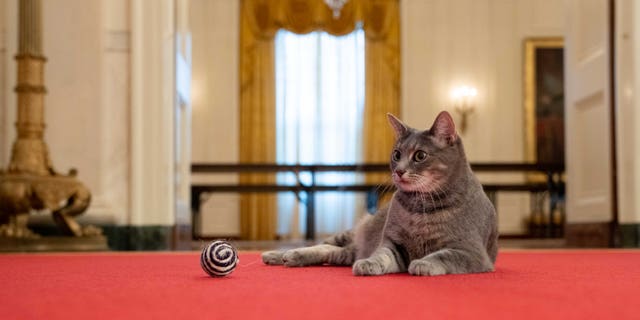 Willow, the Biden family’s new pet cat, wanders around the White House on Wednesday, January 27, 2022 in Washington. (Official White House Photo by Erin Scott)