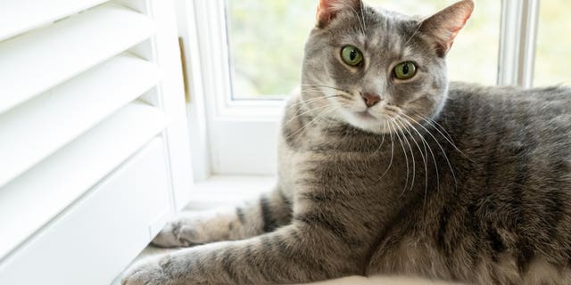 Willow, the Biden family’s new pet cat, wanders around the White House on Wednesday, January 27, 2022 in Washington. (Official White House Photo by Erin Scott)