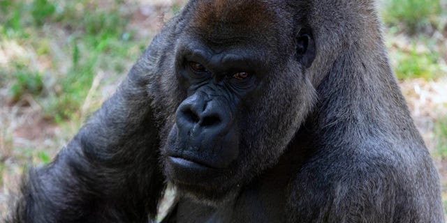 This June 2018 photo provided by Zoo Atlanta shows Ozzie, the world's oldest male gorilla. Ozzie was found dead by his care team at the Atlanta zoo Tuesday, Jan. 25, 2022 zoo officials announced. He was 61. (Zoo Atlanta via AP)