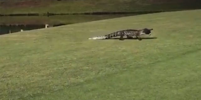 Golfers in Florida need to pay attention close to the water hazards since alligators are known to live in every county of the state.