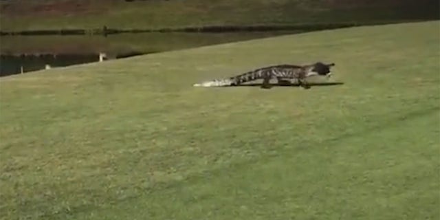 <strong>Visitors at the Tara Gold and Country Club in Florida spotted an alligator carrying a fish from one lake to another.</strong>