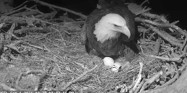 One of the adult eagles tends the nest, as seen in this live-cam shot from the American Eagle Foundation taken on Dec. 20, 2021. 