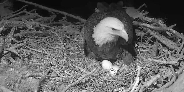 One of the adult eagles tends the nest, as seen in this live-cam shot from the American Eagle Foundation taken on Dec. 20, 2021. 