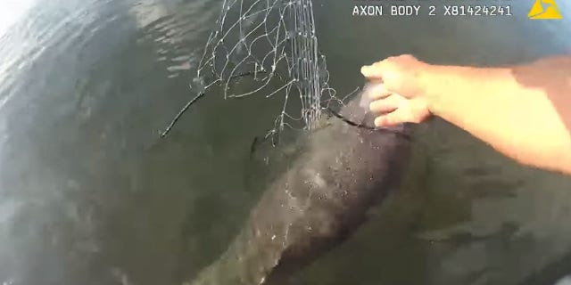Marine patrol officer Nelson Silva had to drift his boat to get close enough to a dolphin that get tangled in a fishing net.