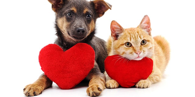 A dog and cat with their respective "heart" cushions are shown here. We definitely don't neglect our pets when it comes to Valentine's Day celebrations.