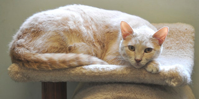 A cat at the Scott County Humane Society takes it easy outside its cage June 21, 2021, in Davenport, Iowa.