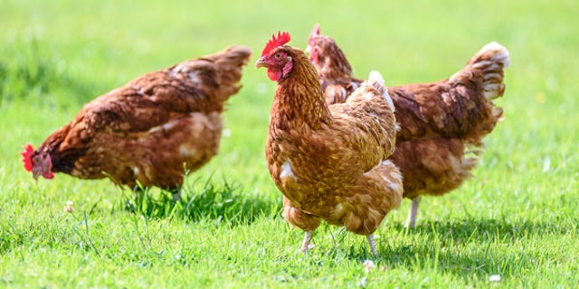 PETA tells Jill Biden to stop using 'chicken eggs' for Easter Egg Roll: Use 'lovely painted rocks' instead 3 chickens