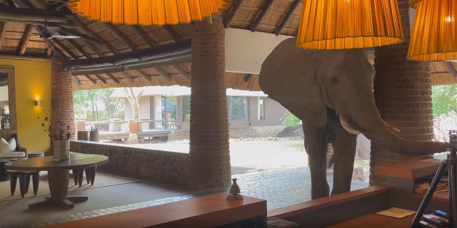 تجول فيل في بهو Mfuwe Lodge في زامبيا.