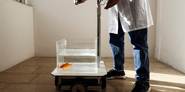 Researchers at Ben Gurion University have built a tank that a fish can drive around on land.
