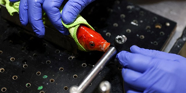 A goldfish can learn to steer the vehicle to target to get a reward.