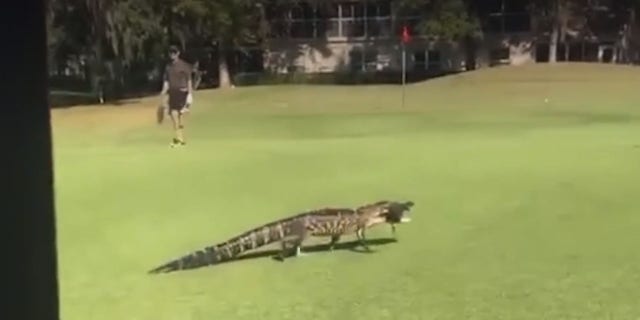 Visitors at the Tara Gold and Country Club in Florida spotted an alligator carrying a fish from one lake to another.