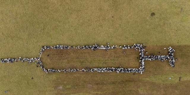 Des moutons et des chèvres se tiennent ensemble à Schneverdingen, en Allemagne, formant une seringue d'environ 100 mètres de long pour promouvoir les vaccinations contre le COVID-19, le lundi 3 janvier 2022.