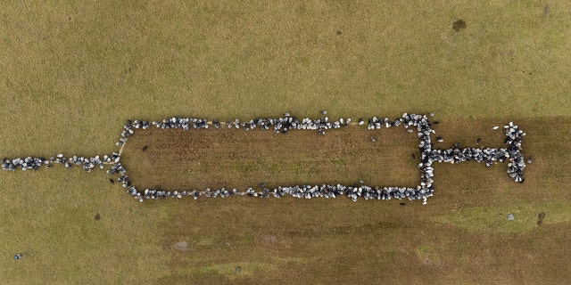 Des moutons et des chèvres se tiennent ensemble à Schneverdingen, en Allemagne, formant une seringue d'environ 100 mètres de long pour promouvoir les vaccinations contre le COVID-19, le lundi 3 janvier 2022.