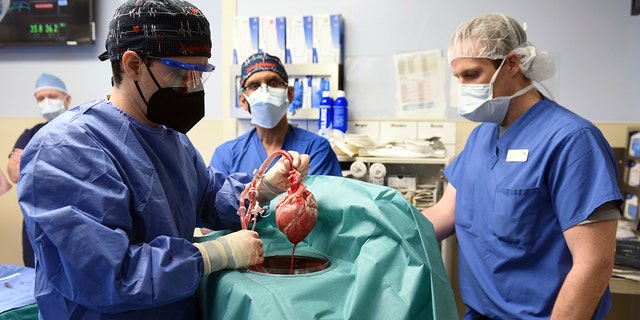 FILE - In this photo provided by the University of Maryland School of Medicine, members of the surgical team show the pig heart for transplant into patient David Bennett in Baltimore on Friday, Jan. 7, 2022. Bennett, the first person to receive a heart transplant from a pig died Tuesday, March 8, at the University of Maryland Medical Center, two months after the groundbreaking experiment. His death was announced Wednesday.