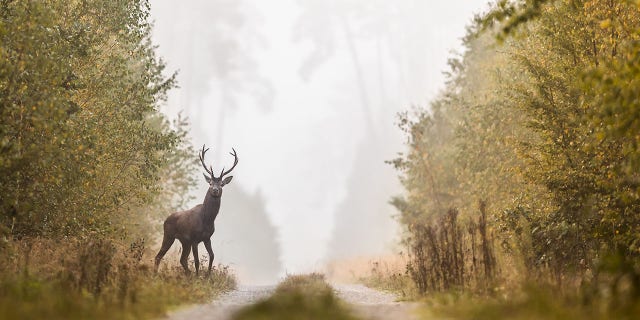 The ban on trail cameras also includes bear and cougars, except in situations where the animals are preying on livestock.