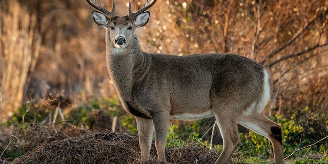 The estimated buck harvest for the 2020/2021 season was the highest in 21 years.