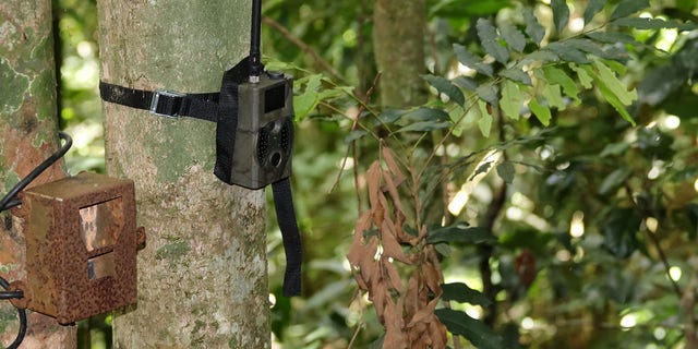 Trail cameras are devices that don't need to be manually used and capture footage after being triggered by motion or heat.