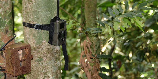Trail cameras are devices that don't need to be manually used and capture footage after being triggered by motion or heat.